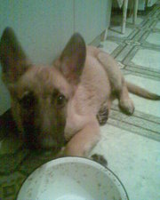 Продам щенков бельгийской овчарки(малинуа)