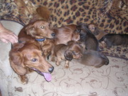 Кобель длинношерстной таксы ищет подругу