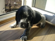 щенки кокер-спаниеля английского