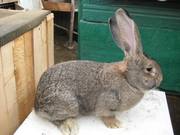 ПРОДАМ ЧИСТОКРОВНЫХ КРОЛИКОВ