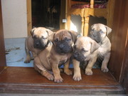 Супер щенки Бурбуля!!!!