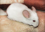 Продается Бело-розовая шиншилла