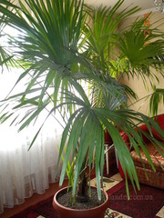 Продам пальму Вашингтония