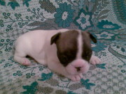 Продам щенков фр. бульдога