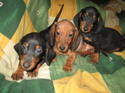 щенки таксы