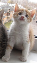 Котенок, отдам в хорошие руки