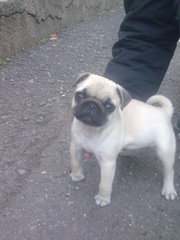 Продам цуценят мопсів