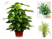 Куплю цветы