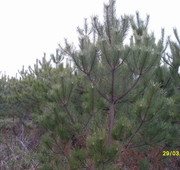 Новогодние сосны и ели