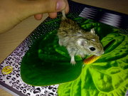 продам песчанок окрас агутти