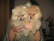 Померанский Шпиц, Доставка, КСУ