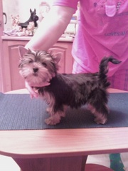 Йоркширские терьеры