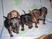 продам щенков карликовой таксы