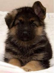 Продам щенков немецкой овчарки.