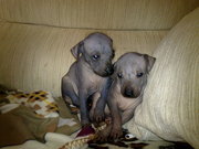 Ксоло (мексиканская голая)