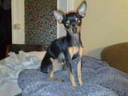 Той-терьерчики карликовые собачки.