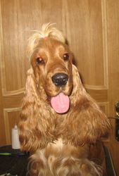 щенок английского кокер-спаниеля