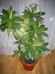 Продам свои комнатные растения