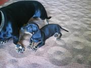 Продам элитных щенков такс