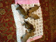 породистые щенки таксы