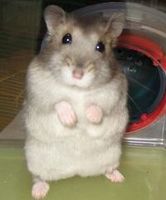 хомячков карликовых