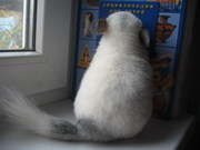 Шиншиллы белый вильсон