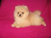 Щеночки Померанского Шпица, КСУ Доставка