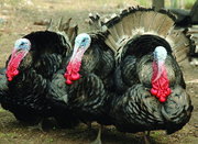 Домашняя ферма на праздники: индюки, куры, гуси, утки, свиньи.