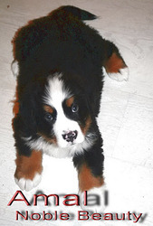 ПРОДАМ, БЕРНСКИЙ ЗЕННЕНХУНД!