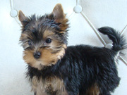 Йоркширские Кукольные щенки., ул. Шибанкова