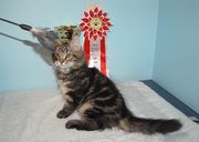 Лесные сибирские котята