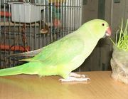 Продам ожерелового попугая Гриша