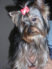 Продается йоркширский терьер