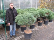 Декоративні рослини, гурт, роздріб, під замовлення