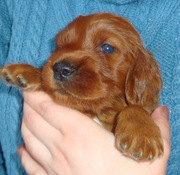 Щенки ирландского сеттера в Санкт-Петербурге