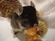 цветные шиншиллы разного возраста