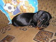 продам щенка короткошерстной таксы