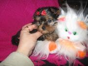 Йоркширский терьер Доставка по Украине бесплатно