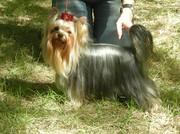 Продажа щенков йоркширского терьера 3500 грн.