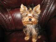 Продам щенков Йоркширских терьеров мини девочка