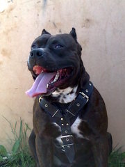 щенков американского стаффтерьера