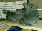 Шиншиллы (2 девочки и 1 мальчик)