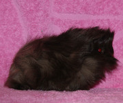 морских свинок различных пород