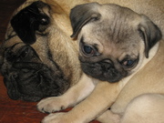 СРОЧНО ПРОДАМ ЩЕНКОВ МОПСА И ФРАНЦУЗСКОГО БУЛЬДОГА
