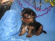 Щеночки Йоркширского терьера (мини и стандарт)