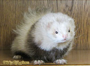 Питомник декоративных хорьков «Valley of ferrets»