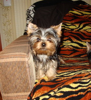 йорк девочка мини  продам