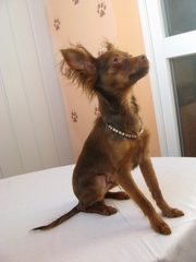 Русские тои