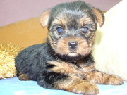 Йоркширские терьеры щеночки