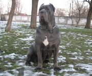 Щенки мастино неаполетано (неаполетанский мастиф). Отец Vita Shamo Bek